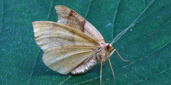 moth-1799597_1280
